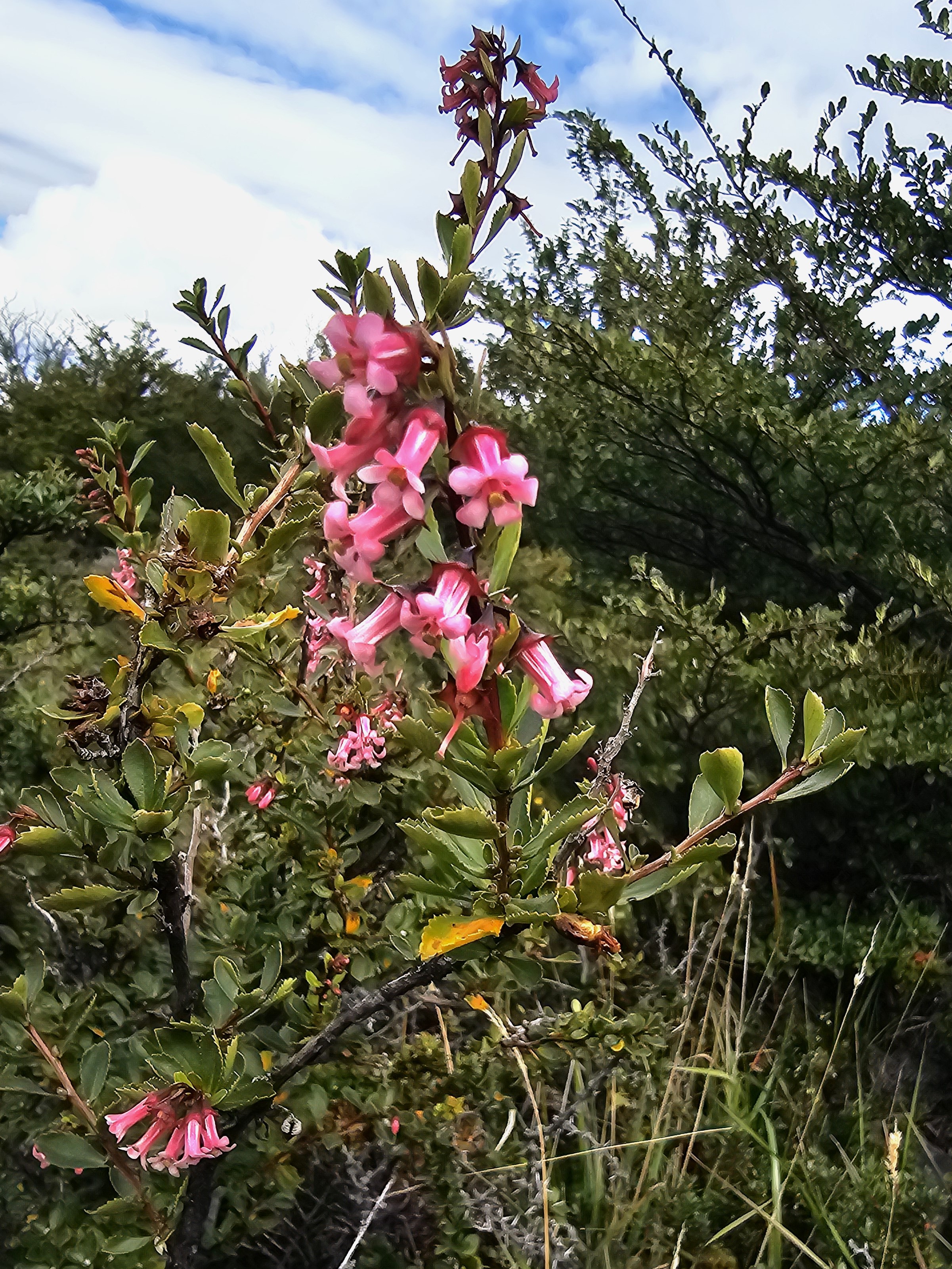 Torres del Paine